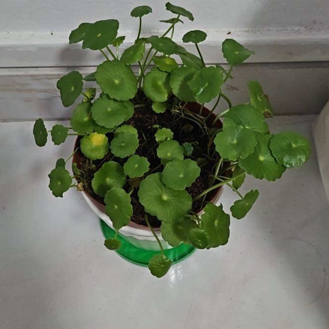 Photo of the plant species Manyflower Marshpennywort by @MercifulCatpalm named Mochi on Greg, the plant care app
