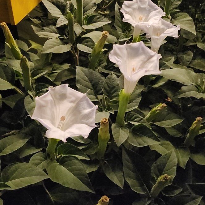 Photo of the plant species Angel's Trumpet by @TrueBuroak43 named Nithin on Greg, the plant care app