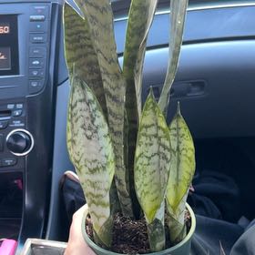 Photo of the plant species Ceylon Bowstring Hemp by @RadSpanishelm58 named Emerson on Greg, the plant care app