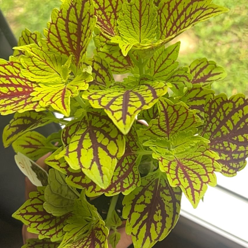 Photo of the plant species Coleus 'Main Street Venice Boulevard' by @RadSpanishelm58 named Hermione on Greg, the plant care app
