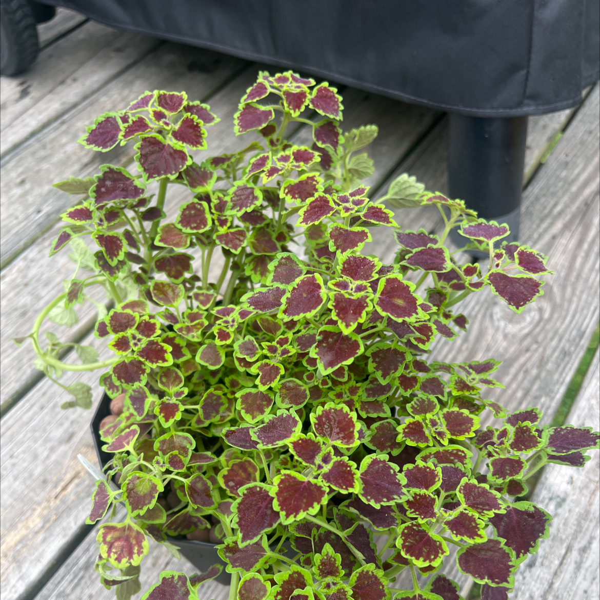Photo of the plant species Coleus 'Great Falls® Angel' by @RadSpanishelm58 named Maya on Greg, the plant care app