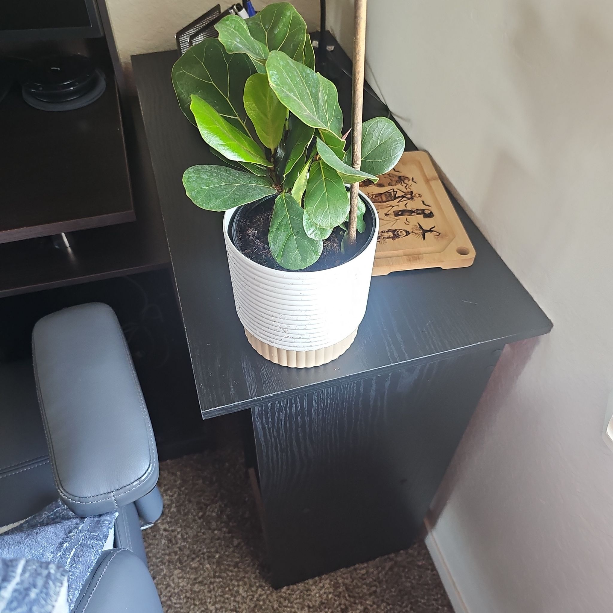 Photo of the plant species Little Fiddle by @PetRadish46 named Gobi on Greg, the plant care app