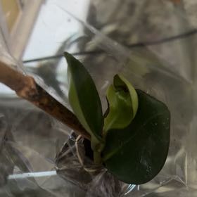 Photo of the plant species Black Mangrove by @SmoothOkra26 named Sproutacus on Greg, the plant care app