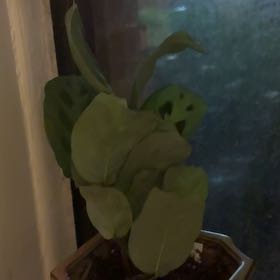 Photo of the plant species Prayer Plant 'Kim' by @SteamyLithops78 named Maranta Leuconeura on Greg, the plant care app