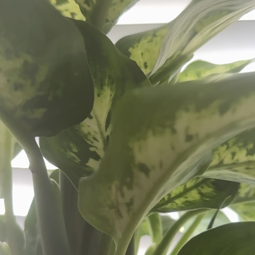 Photo of the plant species Diffenbachia reflector by @BKPixie named Lavender on Greg, the plant care app
