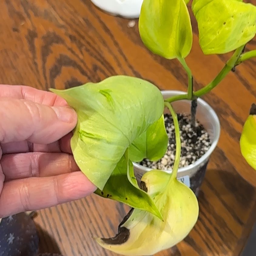 Photo of the plant species Champs Elysees pothos by @SereneCowpea40 named Morgan Treeman on Greg, the plant care app