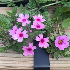 Photo of the plant species Verbena canadensis by @SereneCowpea40 named Bodhi on Greg, the plant care app