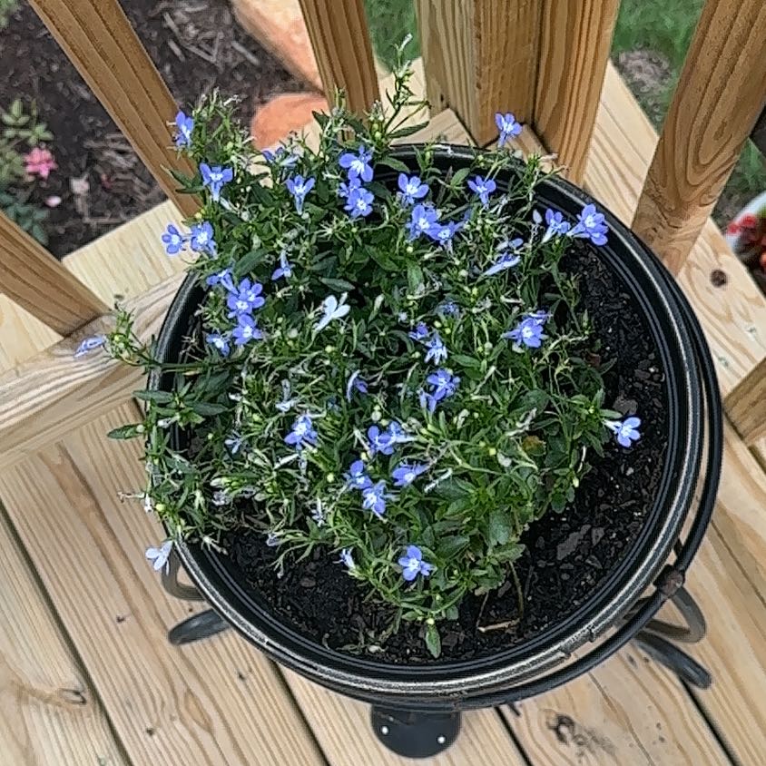 Photo of the plant species Edging Lobelia by @SereneCowpea40 named Plato on Greg, the plant care app