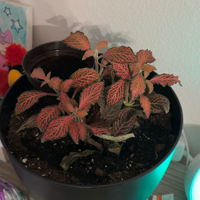 Photo of the plant species Nerve Plant by @Zeleski named Duchess on Greg, the plant care app