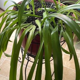 Photo of the plant species Northern Christmas Lily by @ProCapsicum21 named Demi on Greg, the plant care app