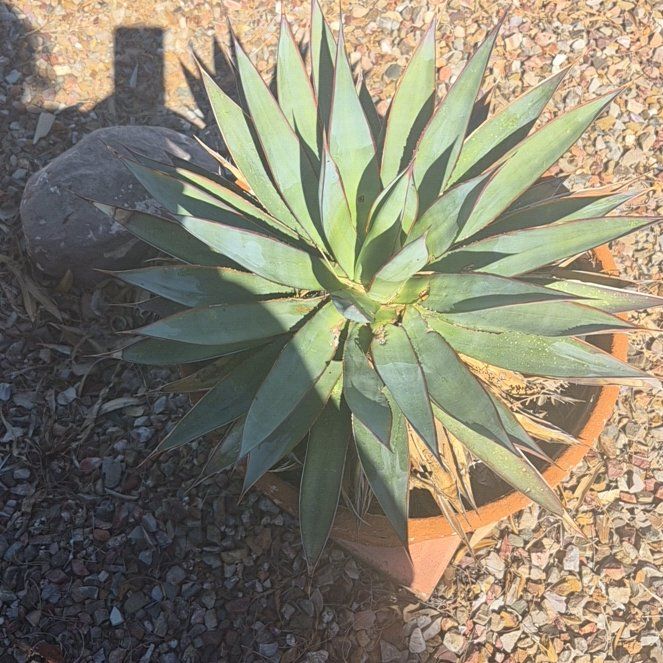 Photo of the plant species Coastal Agave by @DoyennePawpaw71 named Elle on Greg, the plant care app