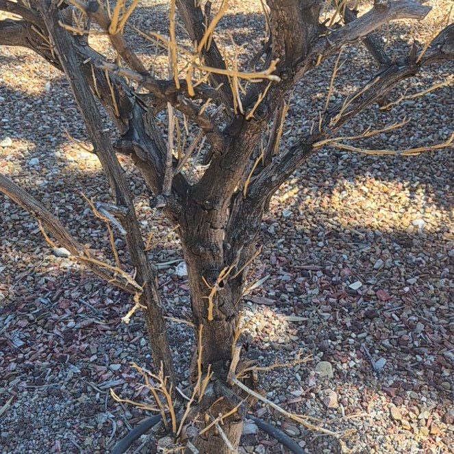 Photo of the plant species Texas Mountain Laurel by @DoyennePawpaw71 named Zeus on Greg, the plant care app