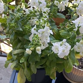Photo of the plant species Angelonia 'Alonia Snowball' by @GiddyBushlily80 named Messi on Greg, the plant care app