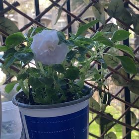 Photo of the plant species Double Impatiens by @GiddyBushlily80 named Diana on Greg, the plant care app