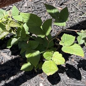 Photo of the plant species Bishop's Goutweed by @BigJavafern23 named Kylie on Greg, the plant care app