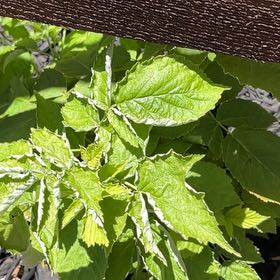 Photo of the plant species Black Raspberry by @BigJavafern23 named Spike Leaves on Greg, the plant care app