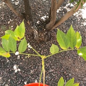 Photo of the plant species Chinese Wisteria by @BigJavafern23 named Apollo on Greg, the plant care app
