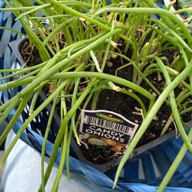Photo of the plant species Candy Onion by @ExoticComet92 named Onion boy on Greg, the plant care app