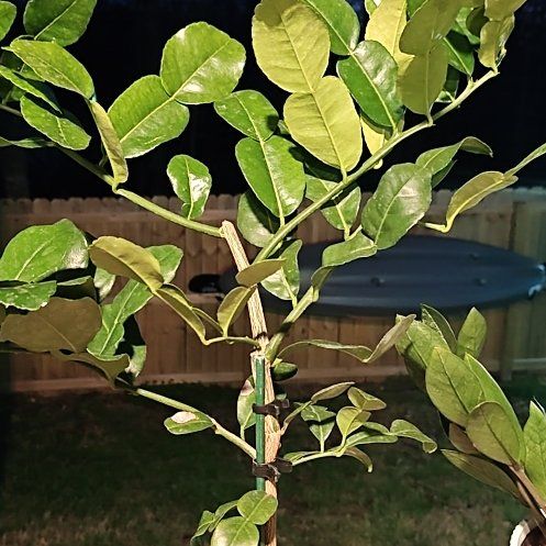 Photo of the plant species Kaffir lime by @SportMarimo2 named Wall-E on Greg, the plant care app