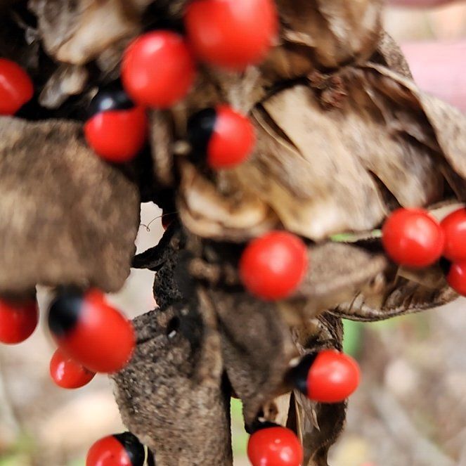 Photo of the plant species Redcardinal by @JampackedHedera named Hamilton on Greg, the plant care app