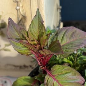 Photo of the plant species Celosia by @MeekBanana19 named Prince on Greg, the plant care app