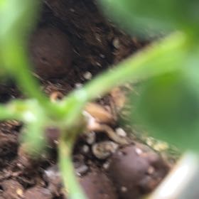 Photo of the plant species Crabweed by @BuddingWaxivy55 named Willow on Greg, the plant care app