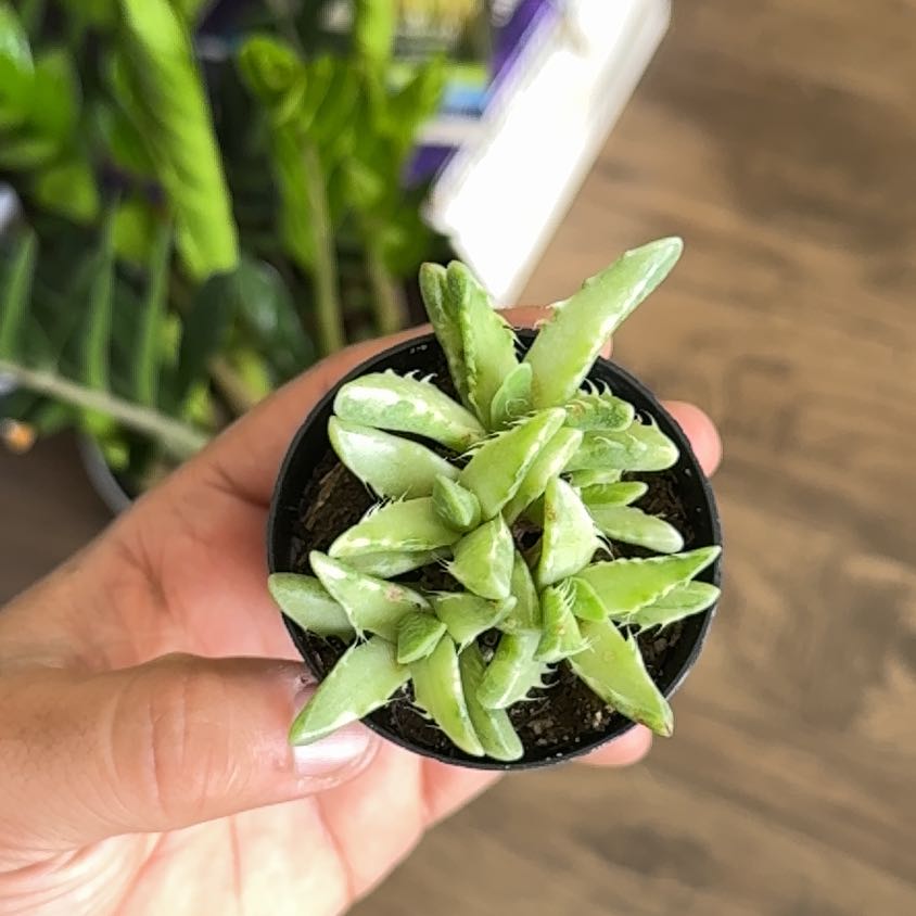 Photo of the plant species Varigated Tiger's Jaw by @HotMarigold35 named Captain Plant-it on Greg, the plant care app
