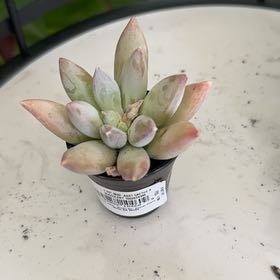 Photo of the plant species Moonsilver Succulent by @HotMarigold35 named Einstein on Greg, the plant care app