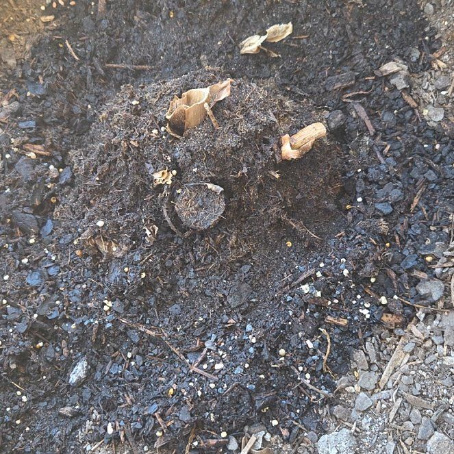 Photo of the plant species California Buckeye by @FirstShyleaf57 named Lavender on Greg, the plant care app