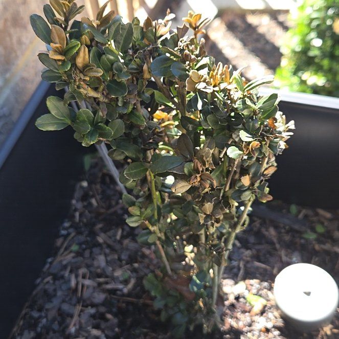 Photo of the plant species Japanese Holly by @FirstShyleaf57 named Mando on Greg, the plant care app