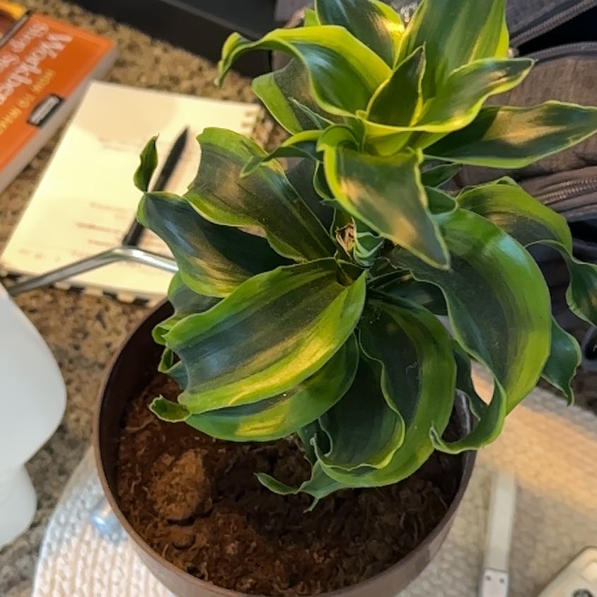 Photo of the plant species Dracaena Tornado Twisted by @DynamoHopsage80 named Messi on Greg, the plant care app