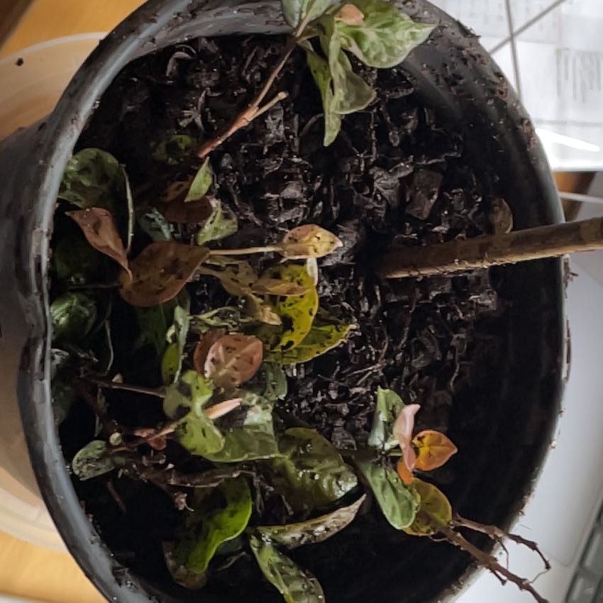 Photo of the plant species Asian Jasmine by @FoxySkypilot27 named Marilyn on Greg, the plant care app