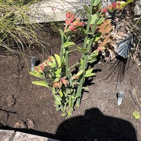 Photo of the plant species Peruvian Zinnia by @WinRichweed47 named Sol on Greg, the plant care app