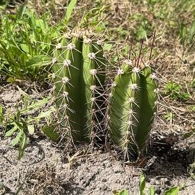 Photo of the plant species Organ Pipe Cactus by @WinRedclaws94 named Sigmund on Greg, the plant care app