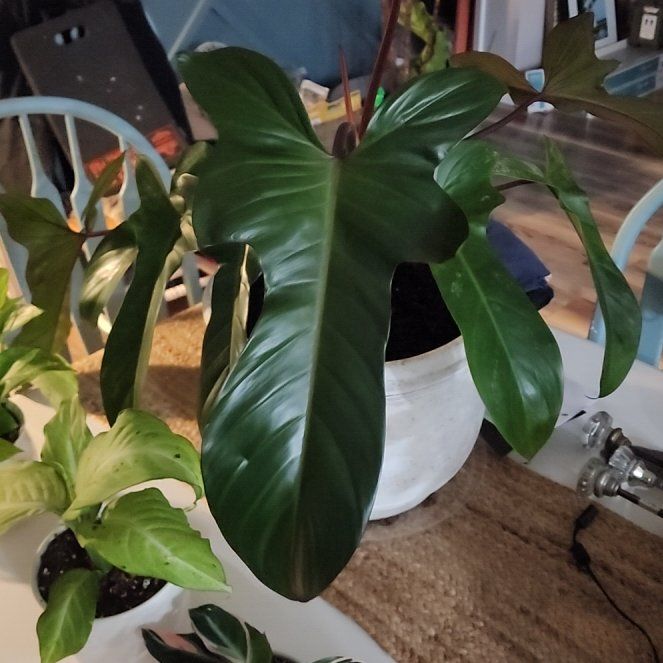 Photo of the plant species Philodendron 'Florida Bronze' by @SpicyApricot29 named Leaf Erickson on Greg, the plant care app