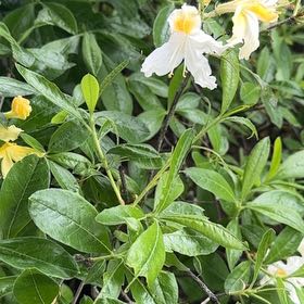 Photo of the plant species Western Azalea by @ValidOcotillo68 named McKinley on Greg, the plant care app