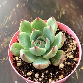 Photo of the plant species Echeveria Parva by @PetLantana65 named Parva on Greg, the plant care app