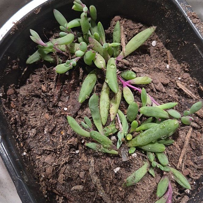 Photo of the plant species Shoreline Sea Purslane by @TallLady86 named Queen on Greg, the plant care app