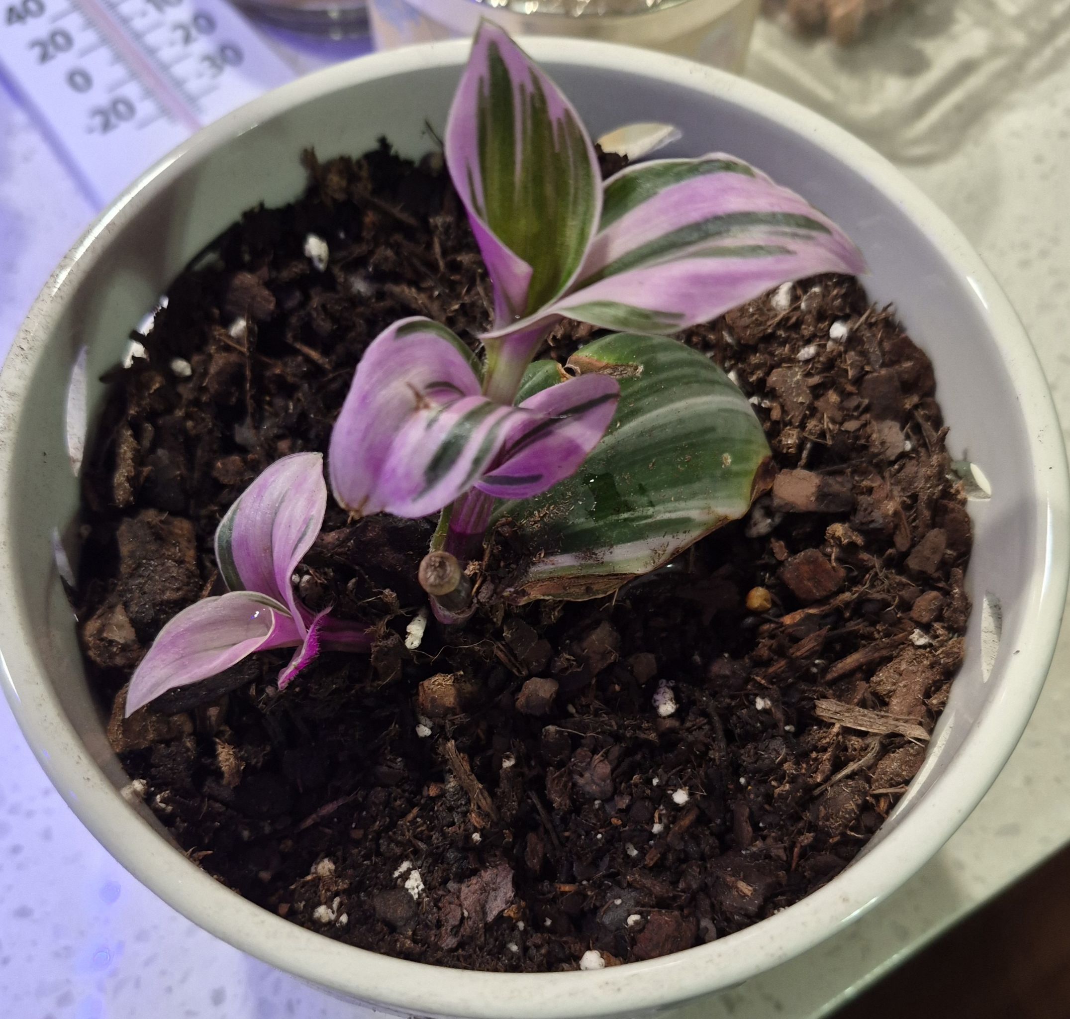 Photo from the post