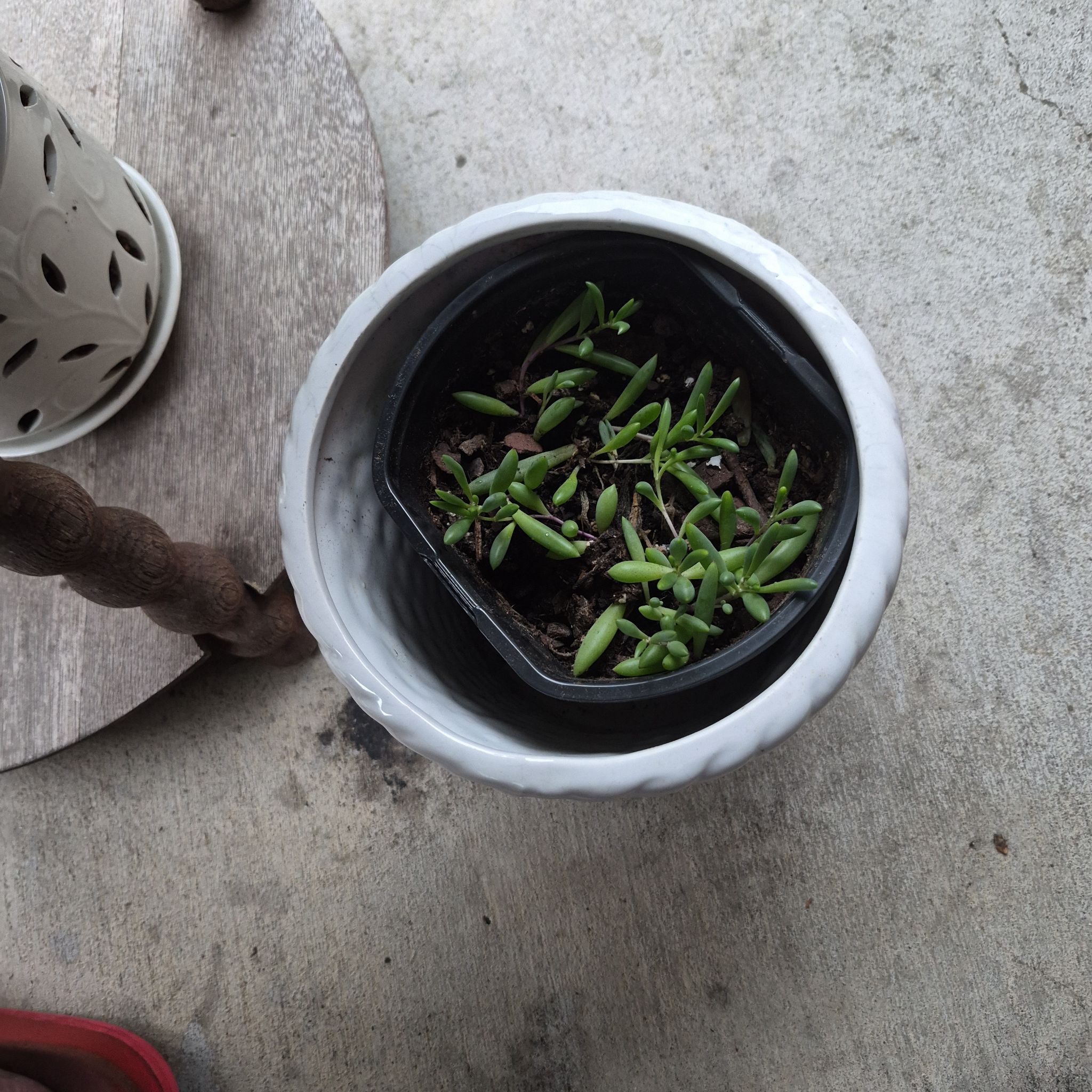 Photo of the plant species Sea Purslane by @TallLady86 named Queen on Greg, the plant care app