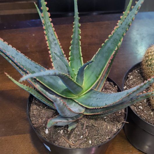 Photo of the plant species Aloe 'Swordfish' by @SugarOrpine84 named Mando on Greg, the plant care app