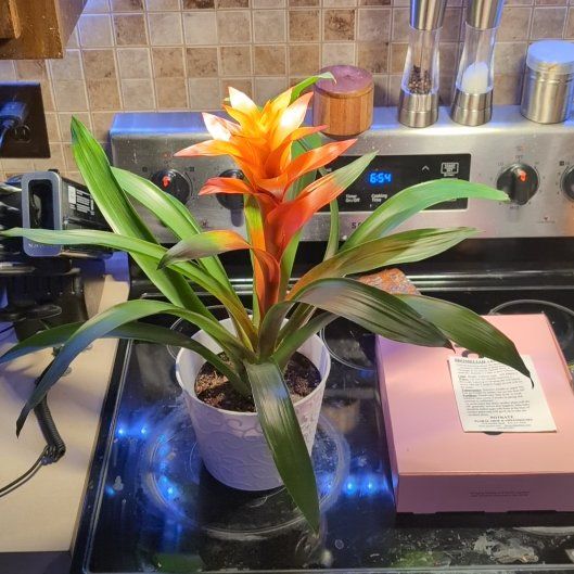 Photo of the plant species Guzmania Bromeliad by @SugarOrpine84 named Coco on Greg, the plant care app