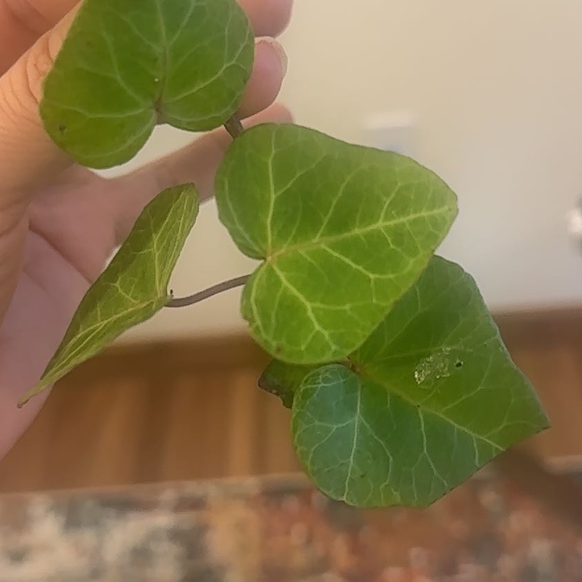 Photo of the plant species Canarian Ivy by @KelseyLynn named Beyonce on Greg, the plant care app