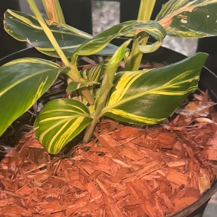 Photo of the plant species Variegated Shell Ginger by @KelseyLynn named Miley on Greg, the plant care app