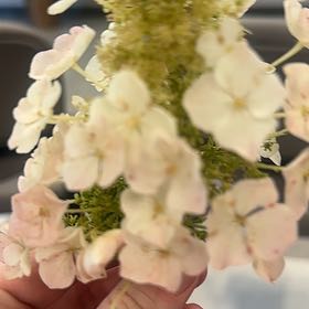 Photo of the plant species Oakleaf Hydrangea by @StoutTwister88 named Mando on Greg, the plant care app