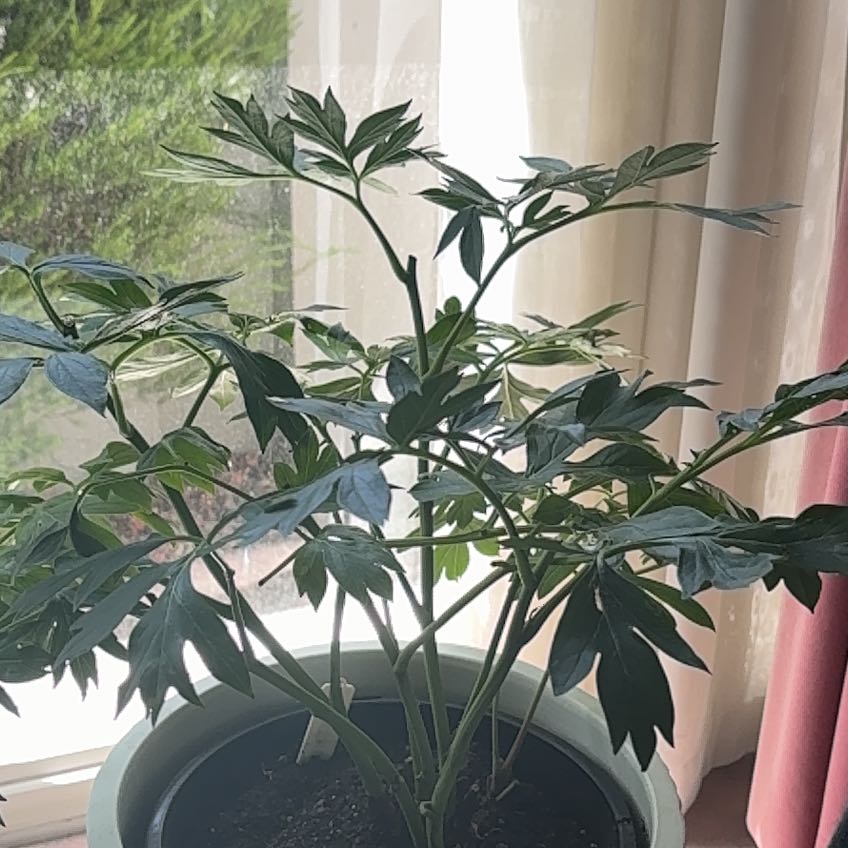 Photo of the plant species Coneflower by @HotMango45 named Madonna on Greg, the plant care app