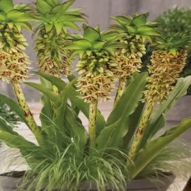 Photo of the plant species Pineapple lily by @BossFreesia31 named Hamilton on Greg, the plant care app