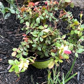 Photo of the plant species Knockout Red Rose by @HelpfulRadish86 named Terra on Greg, the plant care app