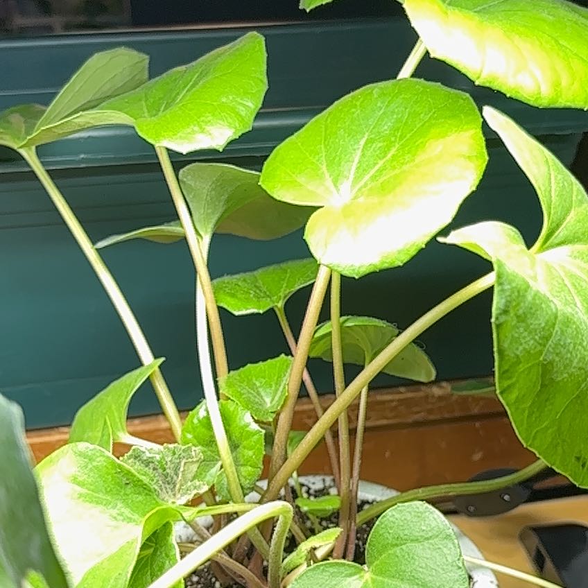 Photo of the plant species Tractor Seat Plant by @BraveBlueech38 named Treeyoncé on Greg, the plant care app