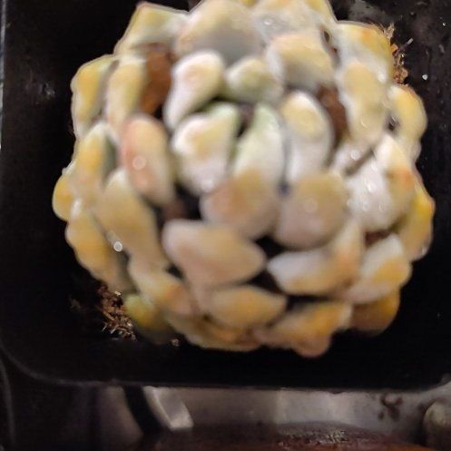 Photo of the plant species Sugar Apple by @CoolTukauki52 named Pax on Greg, the plant care app